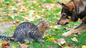 apprendre à un chien à ne pas pourchasser les chats