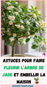faire fleurir l’arbre de Jade