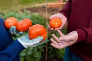 tomates