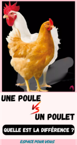 une poule et un poulet