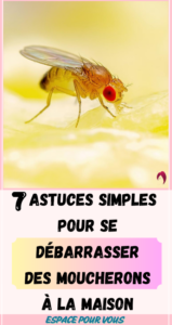 Astuces Simples pour Se Débarrasser des Moucherons à la Maison
