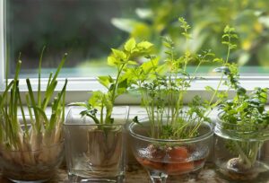 Des légumes que vous pouvez faire pousser à partir de restes