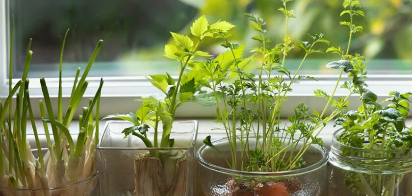 Des légumes que vous pouvez faire pousser à partir de restes