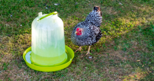Comment fabriquer soi-même un abreuvoir pour ses poules ?