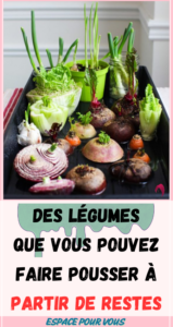 Des légumes que vous pouvez faire pousser à partir de restes