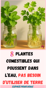 8 Plantes Comestibles plantes qui poussent dans l’eau, pas besoin d’utiliser de terre