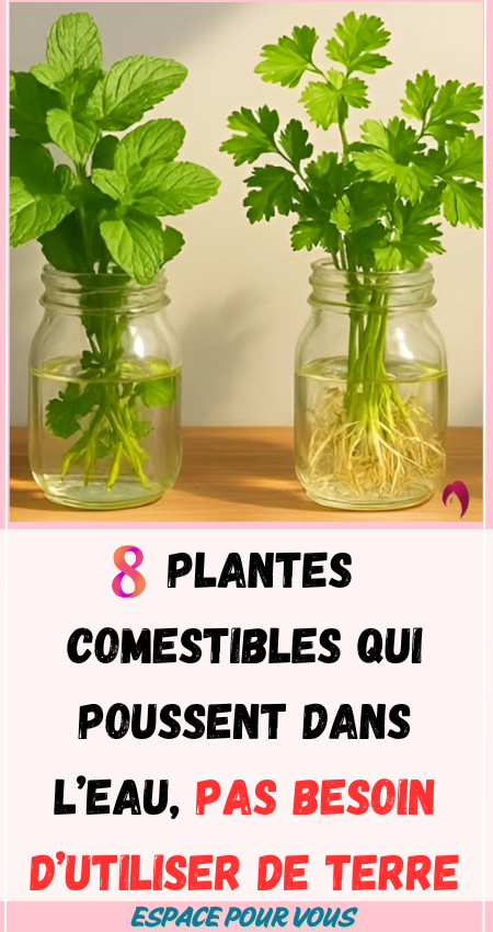 8 Plantes Comestibles plantes qui poussent dans l’eau, pas besoin d’utiliser de terre