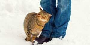 chat se frotte contre vous