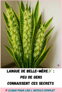 Langue de belle-mère peu de gens connaissent ces secrets