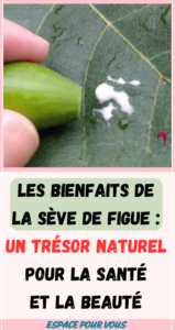 Les Bienfaits de la Sève de Figue