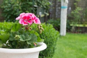 7 fleurs de printemps