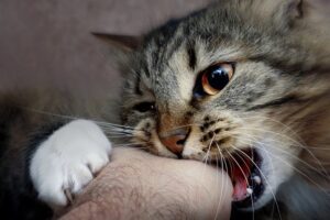 chat mord son maitre