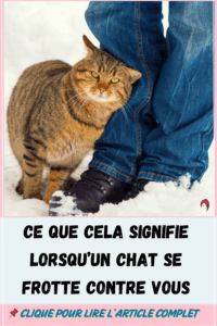 chat se frotte contre vous