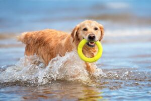 chien à la mer