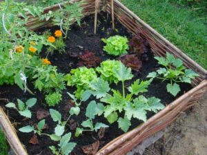 Potager en lasagnes