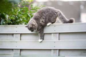le chat du voisin à venir dans votre jardin