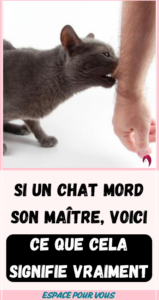 un chat mord son maître