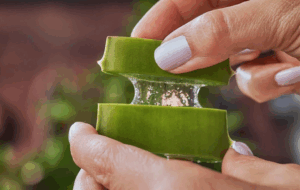 7 Utilisations Magiques de l’Aloe Vera