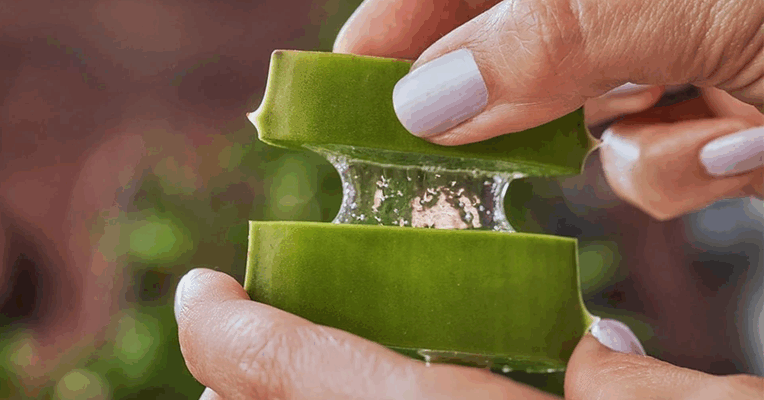 7 Utilisations Magiques de l’Aloe Vera