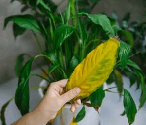 Besoins de Votre Plante Grâce à ses Feuilles