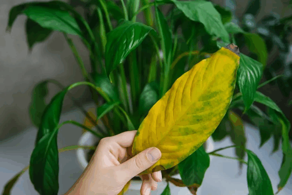 Besoins de Votre Plante Grâce à ses Feuilles