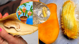Comment semer et cultiver avec succès une graine de mangue dans un pot