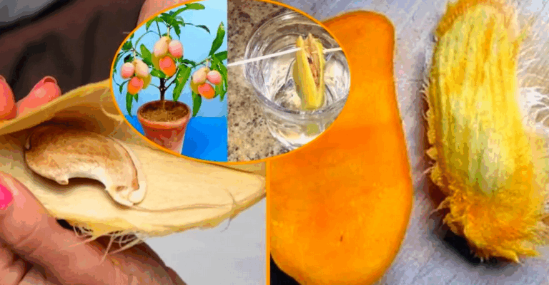 Comment semer et cultiver avec succès une graine de mangue dans un pot
