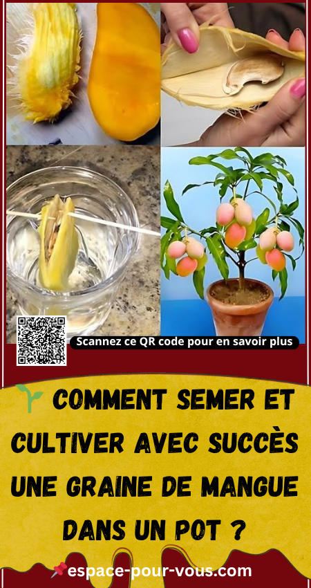 Comment semer et cultiver avec succès une graine de mangue dans un pot