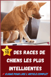 Top 10 des races de chiens les plus intelligentes