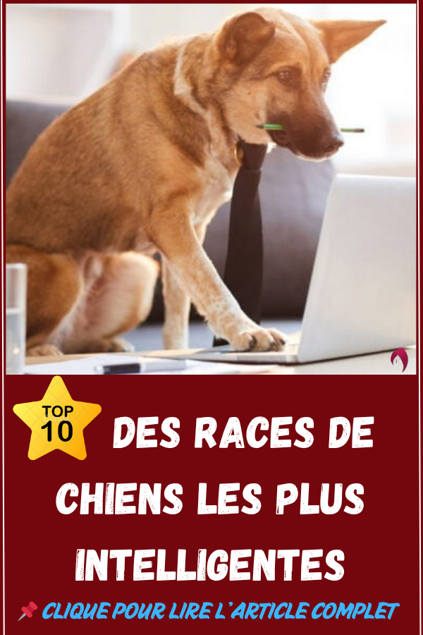 Top 10 des races de chiens les plus intelligentes