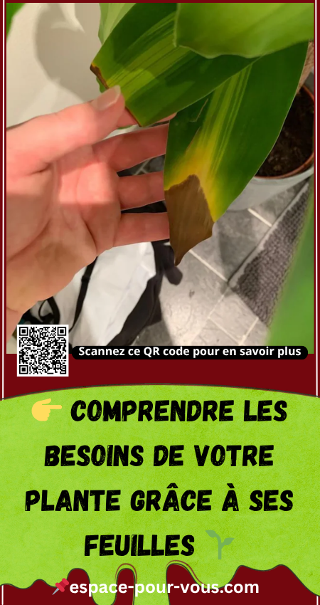 Besoins de Votre Plante Grâce à ses Feuilles