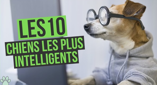 Top 10 des races de chiens les plus intelligentes