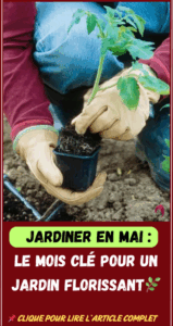 Jardin en Mai