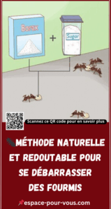 Se Débarrasser des Fourmis