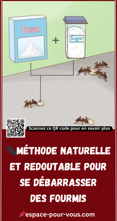  Se Débarrasser des Fourmis