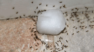 Se Débarrasser des Fourmis