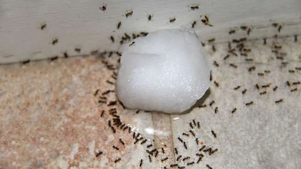 Se Débarrasser des Fourmis
