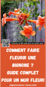 Comment faire fleurir une bignone