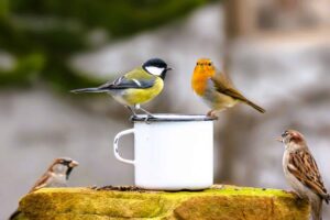 Moins de moustiques et plus d’oiseaux au jardin