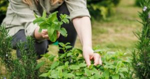 🌿 Les erreurs à éviter quand on plante de la menthe dans son jardin