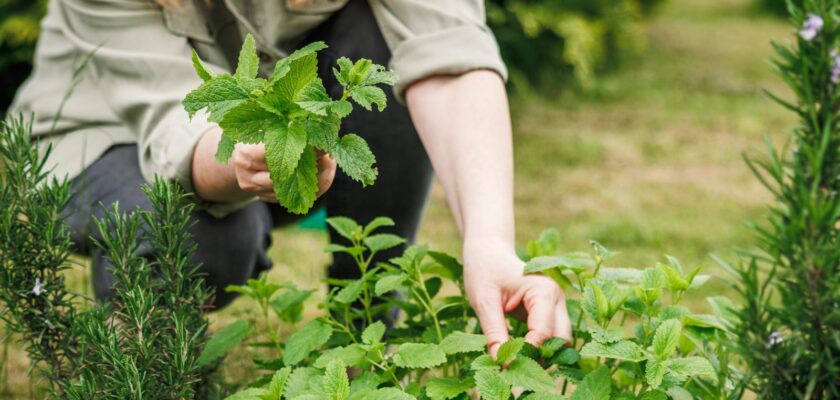 🌿 Les erreurs à éviter quand on plante de la menthe dans son jardin