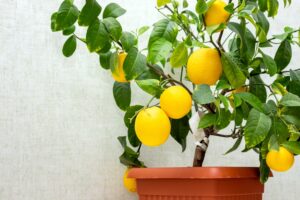 Cultiver des Fruits en Pot