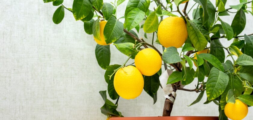 Cultiver des Fruits en Pot