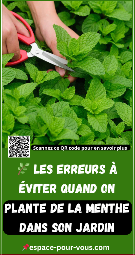 🌿 Les erreurs à éviter quand on plante de la menthe dans son jardin