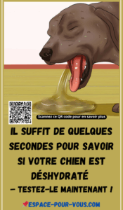 Comment savoir si votre chien est déshydraté