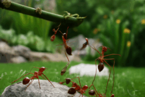 Éloigner les Fourmis de Votre Jardin et Maison