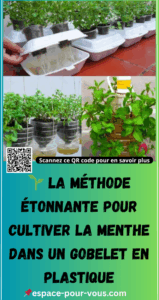 cultiver la menthe dans un gobelet en plastique