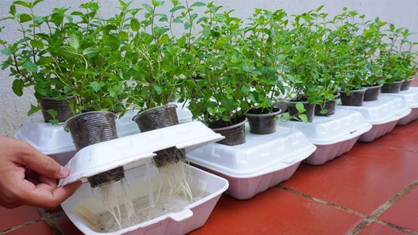 cultiver la menthe dans un gobelet en plastique