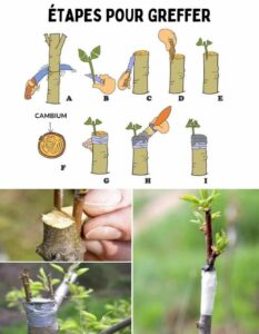 Technique du greffage en fente