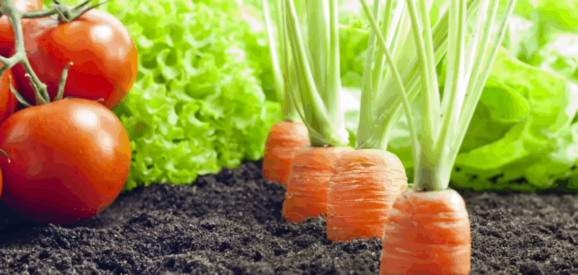 Ces légumes à ne pas cultiver côte à côte